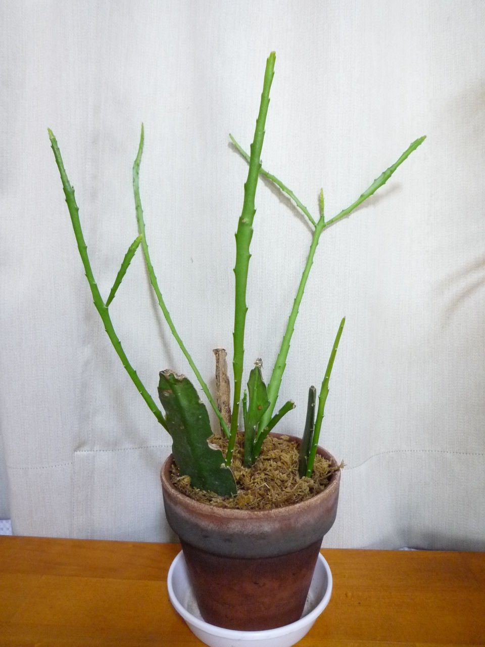 孔雀の三叉芽 観葉plus植物 意識の滝壺
