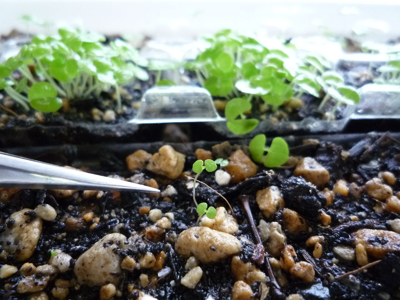 ひょろり ひょろりと 観葉plus植物 意識の滝壺