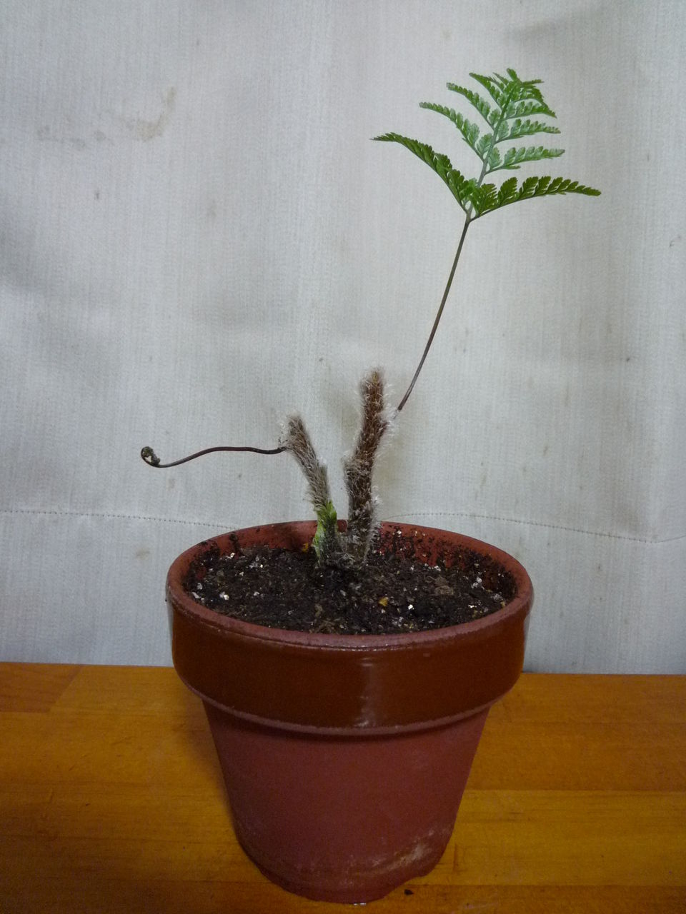 トキワシノブ 観葉plus植物 意識の滝壺 トキワシノブ 観葉plus植物 意識の滝壺