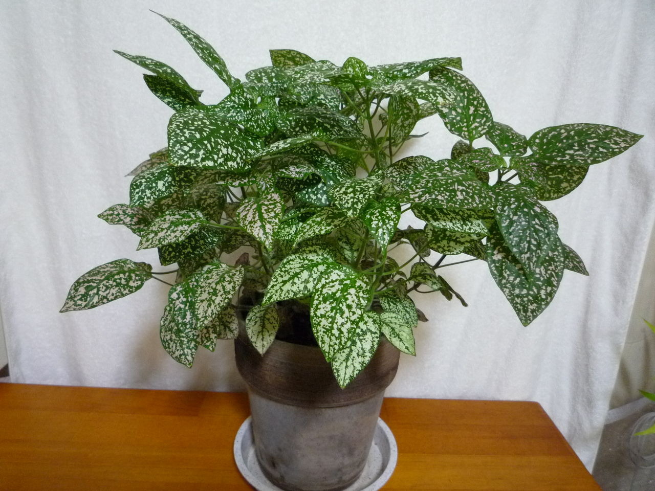 ヒポエステス 観葉plus植物 意識の滝壺