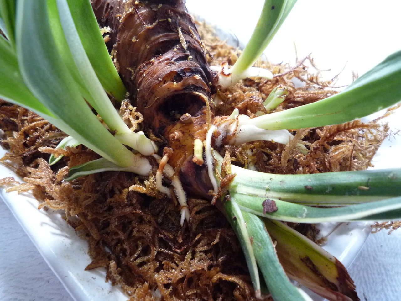万年青の活気 観葉plus植物 意識の滝壺 万年青の活気 観葉plus植物 意識の滝壺