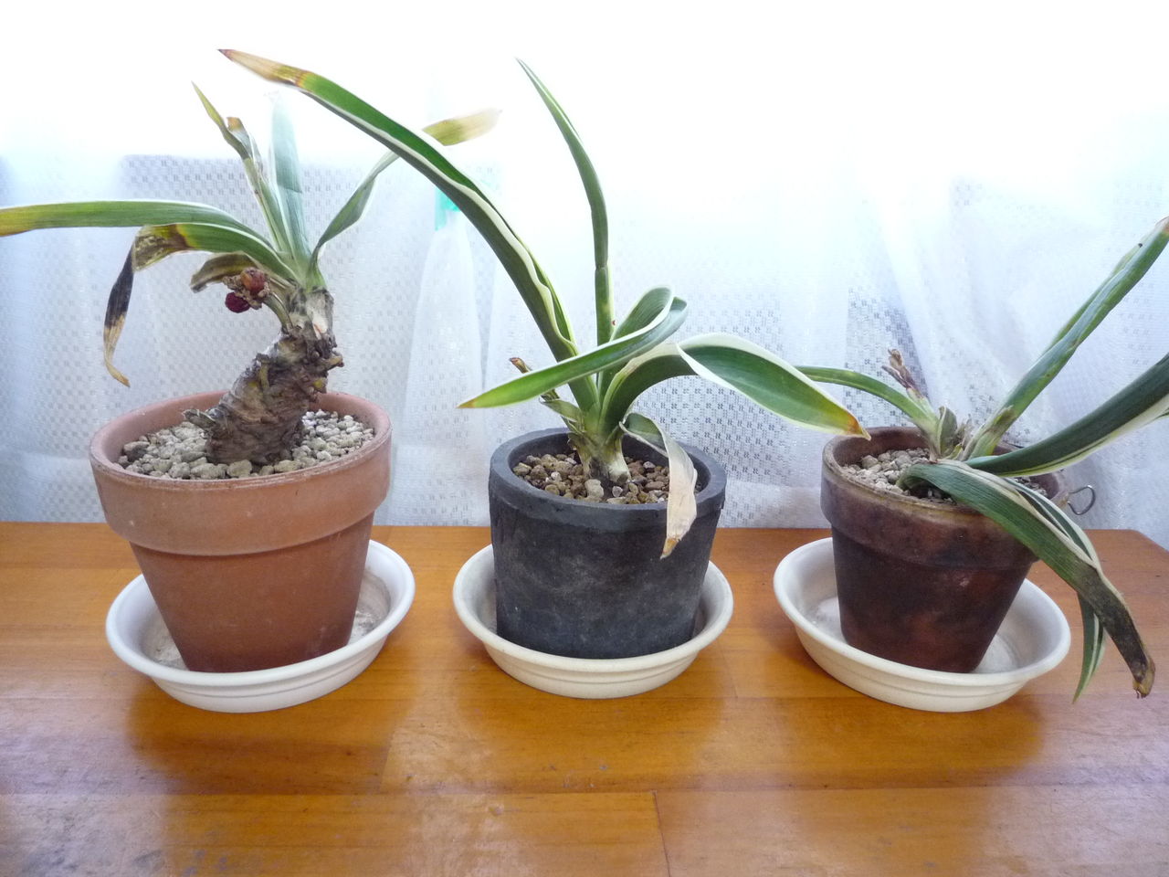 万年青 オモト 観葉plus植物 意識の滝壺 万年青 オモト 観葉plus植物 意識の滝壺