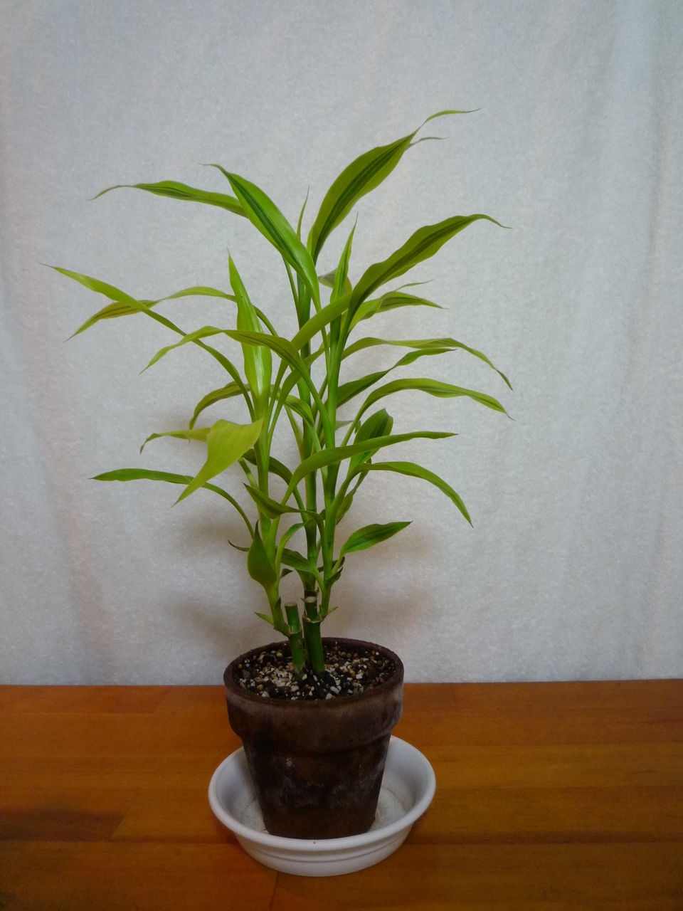 ドラセナ サンデリアーナ 観葉plus植物 意識の滝壺 ドラセナ サンデリアーナ 観葉plus植物 意識の滝壺