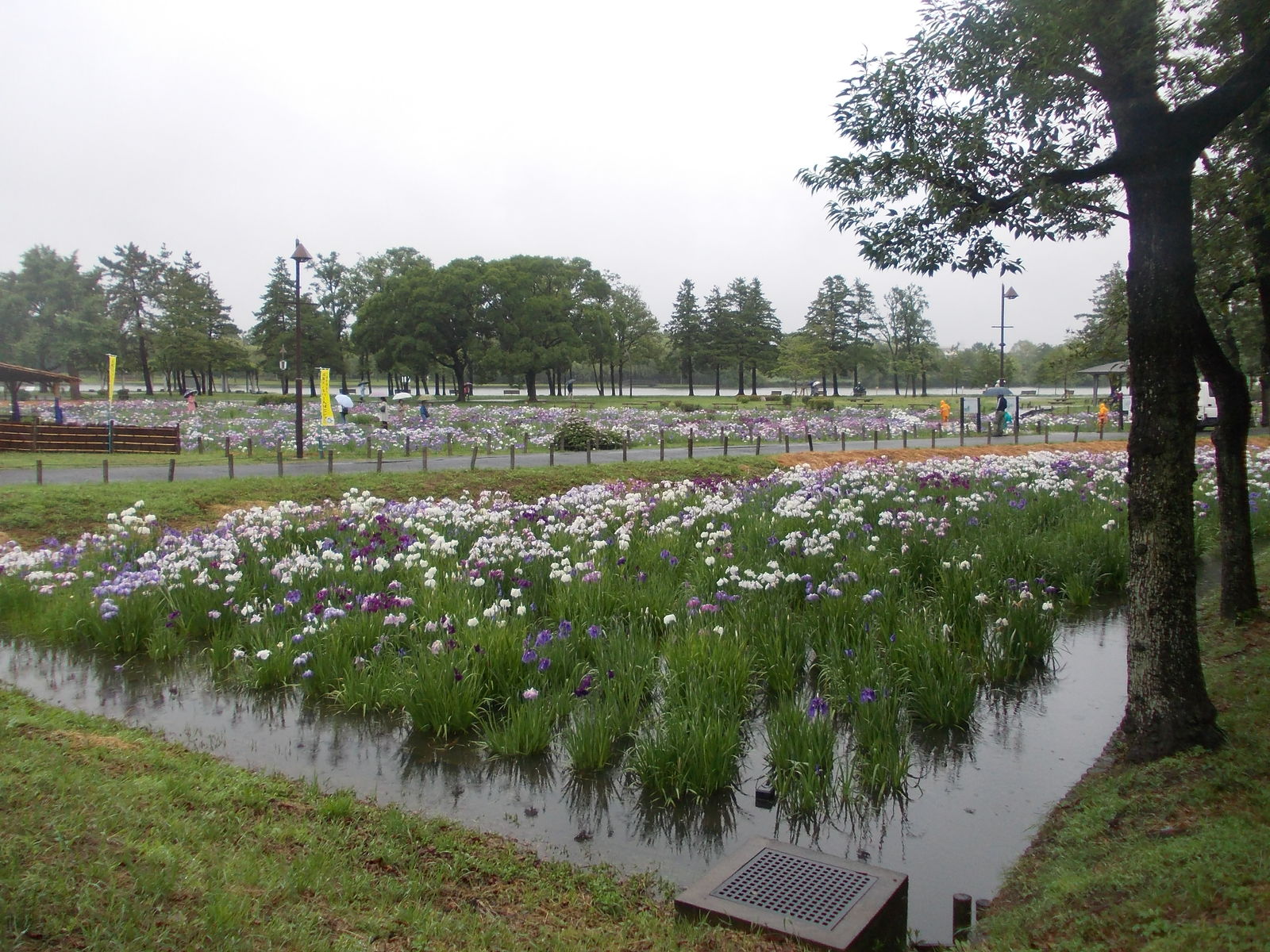 水元公園 花菖蒲 14 6 7 かまくら Kamakura 鎌倉 ｔａka２ 鎌倉歩いて 935 9km 鎌倉の季節の花を中心に鎌倉の旬を紹介ています