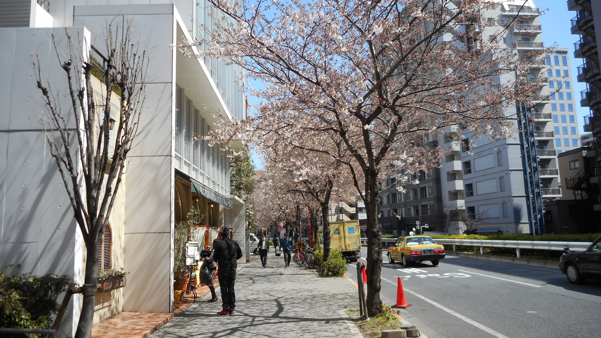 明治通りの桜 咲き始める 渋谷橋交差点 15 3 25 27 かまくら Kamakura 鎌倉 ｔａka２ 鎌倉歩いて 935 9km 鎌倉の季節の花を中心に鎌倉の旬を紹介ています