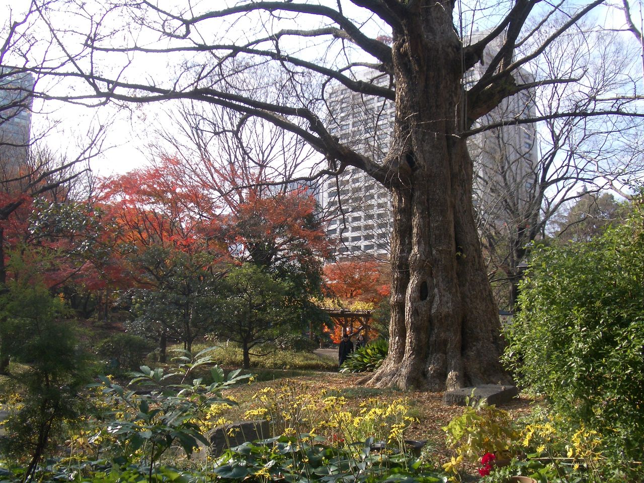 パワーツリー 首かけイチョウ かまくら Kamakura 鎌倉 taka2 鎌倉歩いて 935 9km 鎌倉の季節の花を中心に鎌倉の旬を紹介ています パワーツリー 首かけイチョウ かまくら Kamakura 鎌倉 taka2 鎌倉歩いて 935 9km 鎌倉の季節の花を中心に鎌倉の旬を紹介ています