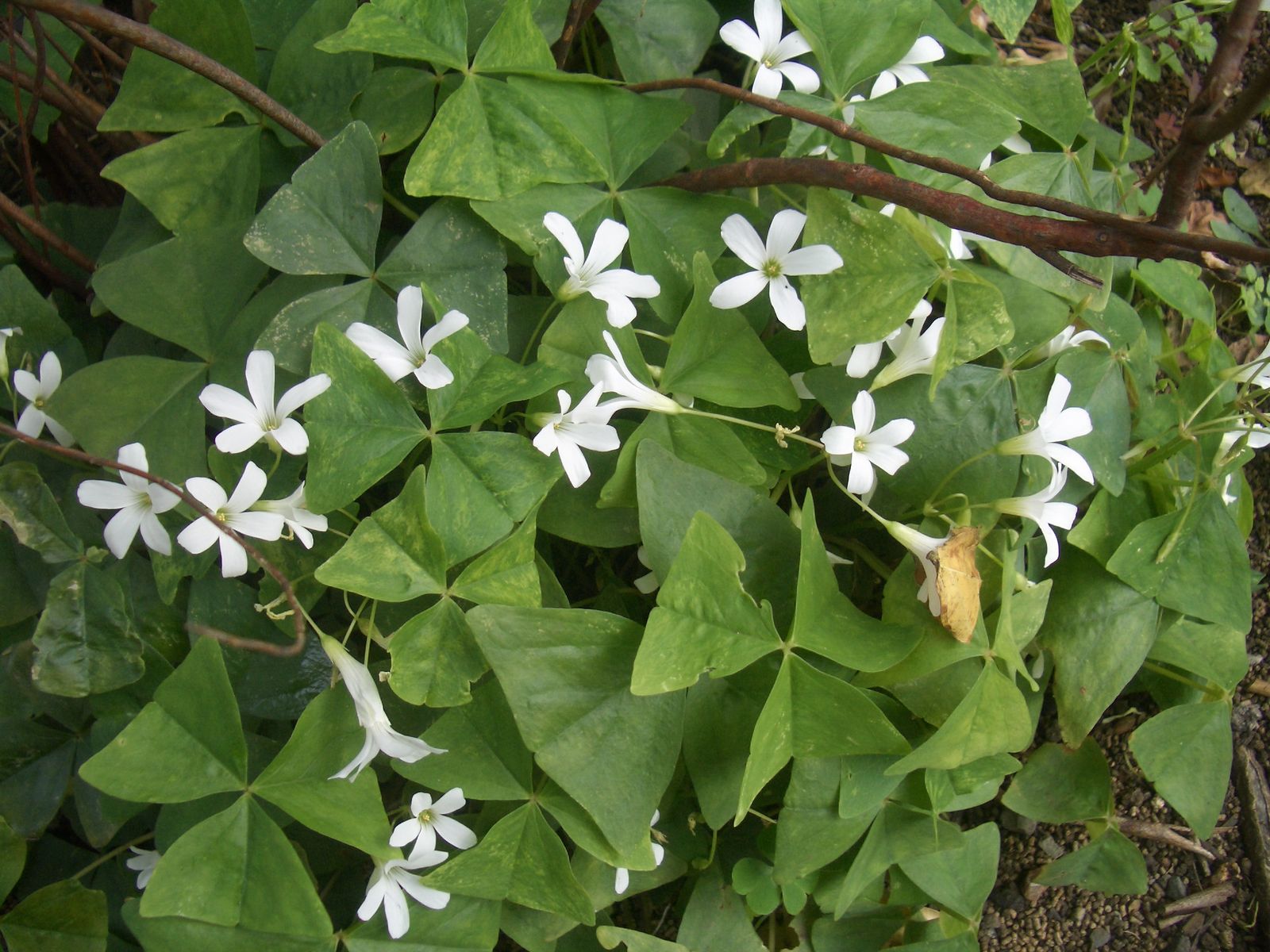 葉っぱ付きお花 桜の髪飾り(葉っぱつき)＊色、選べます○ちりめん細工 つまみ細工○U