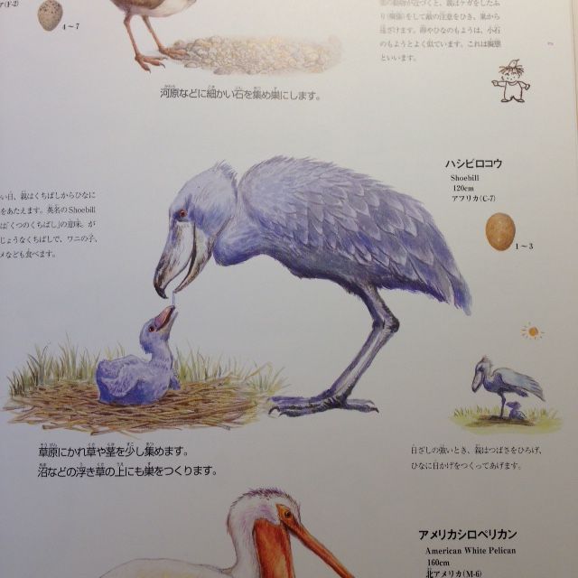 育児するハシビロコウ コピーライターｈｒ