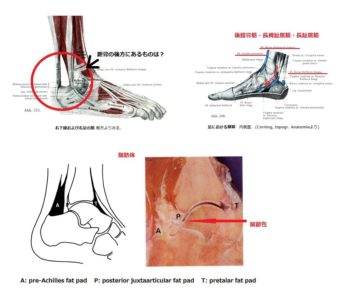 理学療法士 ｐｔ だって 人間だもん 理学療法 概論