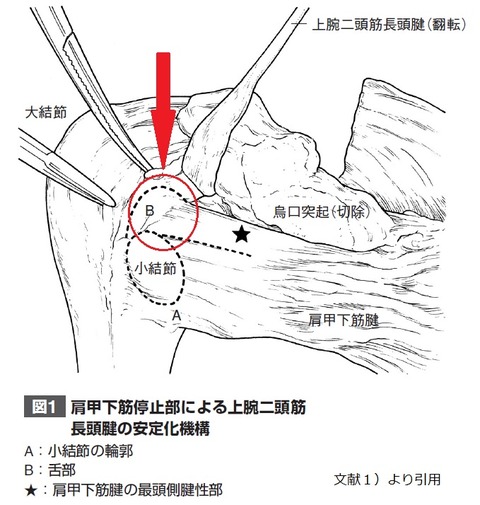 舌部