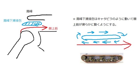 肩峰下滑液包の役割