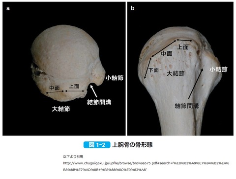 上腕骨の形態