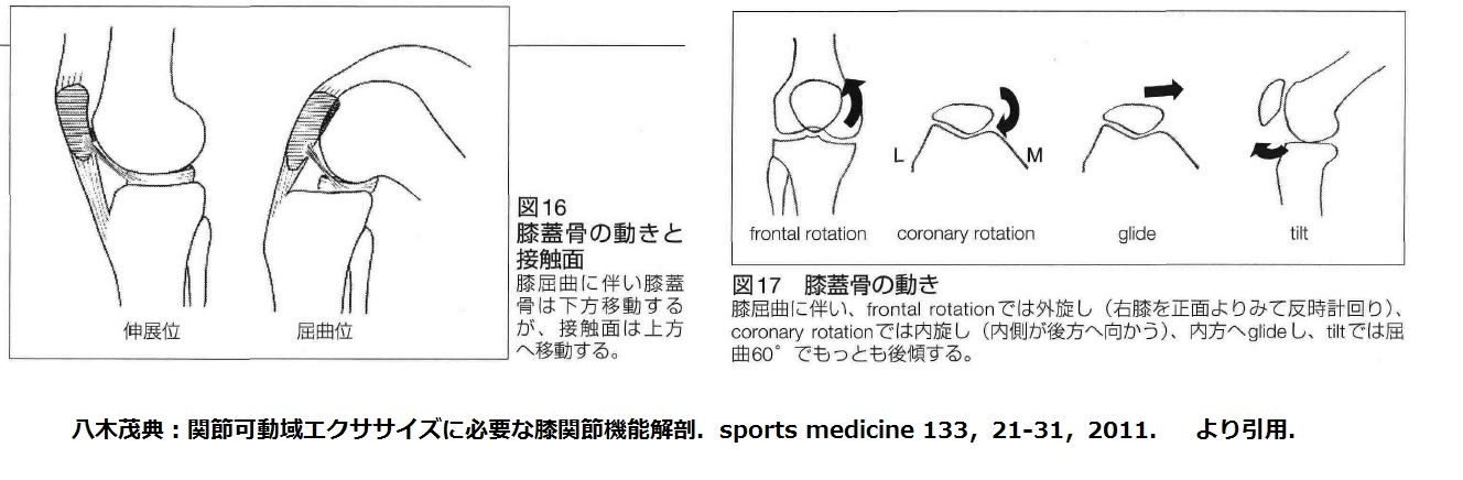 膝関節伸展制限に対する膝蓋下脂肪体のエクササイズ 理学療法士 pt だって 人間だもん 膝関節伸展制限に対する膝蓋下脂肪体のエクササイズ 理学療法士 pt だって 人間だもん