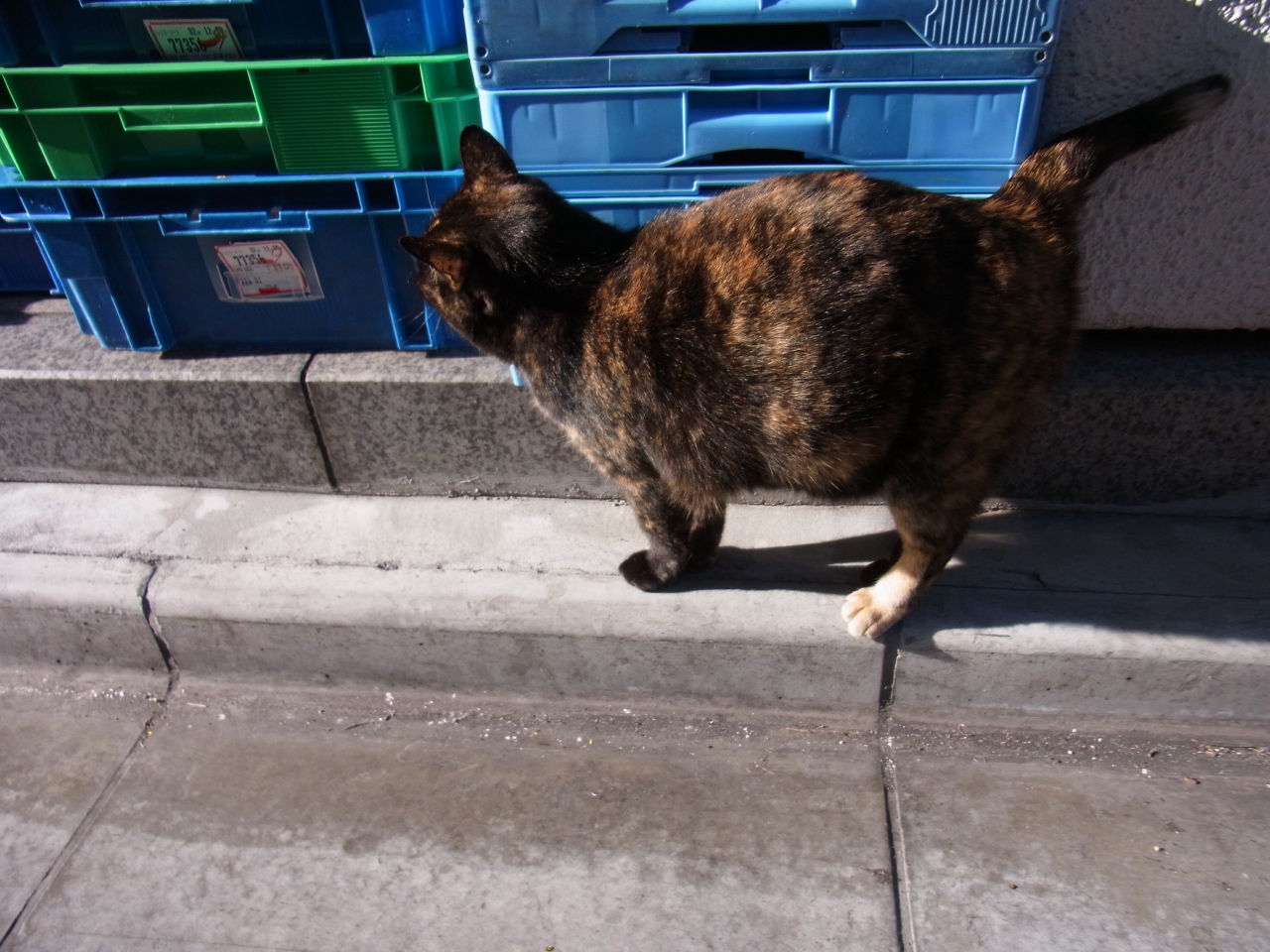 ポンちゃん（銀座） : 三毛猫ランチ2