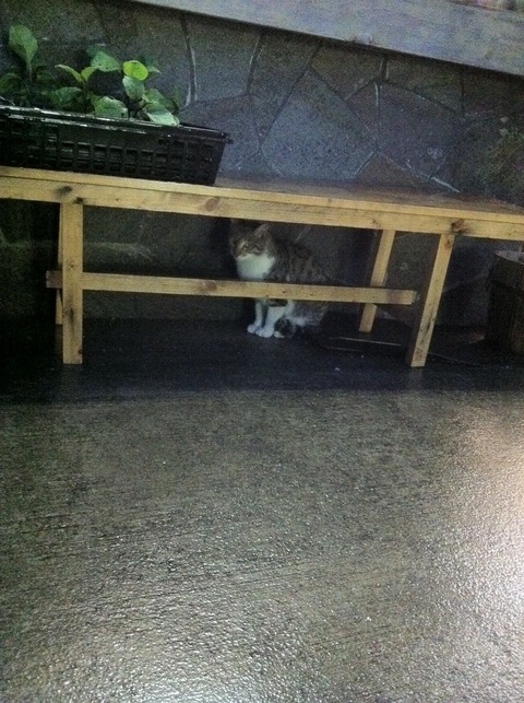 悄