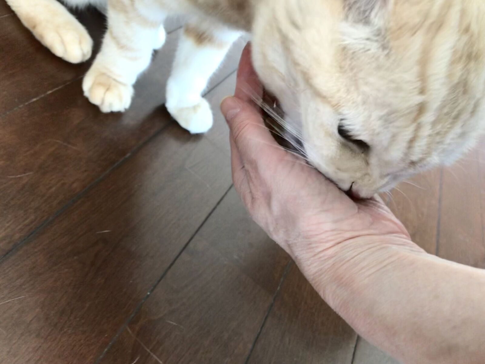 癒しのぬこティータイム 三毛猫ランチ2 癒しのぬこティータイム 三毛猫ランチ2