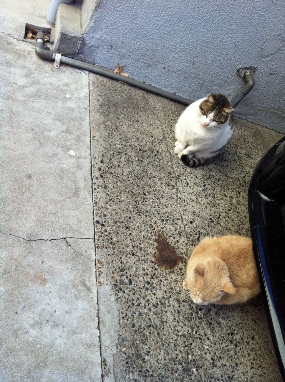 最近の動物ネタいろいろ 三毛猫ランチ2 最近の動物ネタいろいろ 三毛猫ランチ2