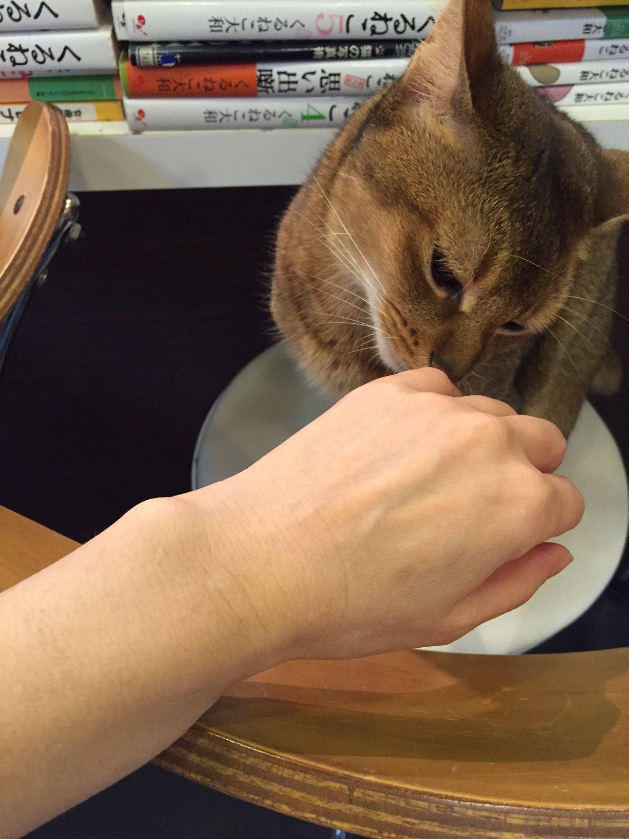 アビシニアン ルーム 八丁堀 三毛猫ランチ２