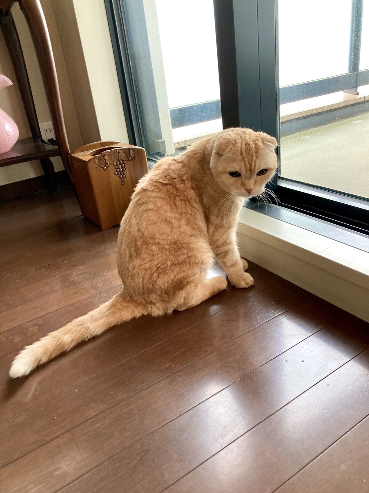 ネタおやつと猫 三毛猫ランチ2 ネタおやつと猫 三毛猫ランチ2