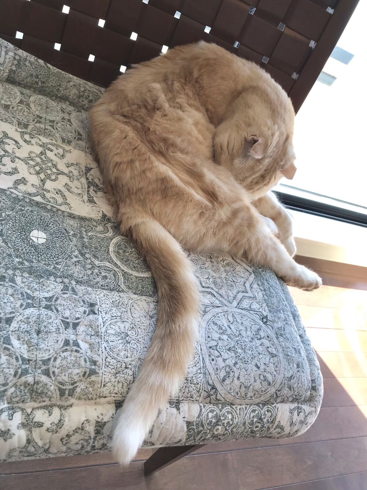 癒しのぬこティータイム 三毛猫ランチ2 癒しのぬこティータイム 三毛猫ランチ2