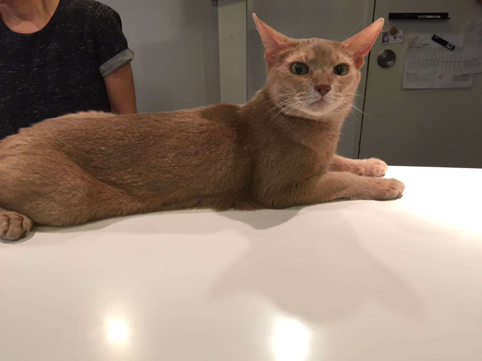 アビシニアン ルーム 八丁堀 三毛猫ランチ２