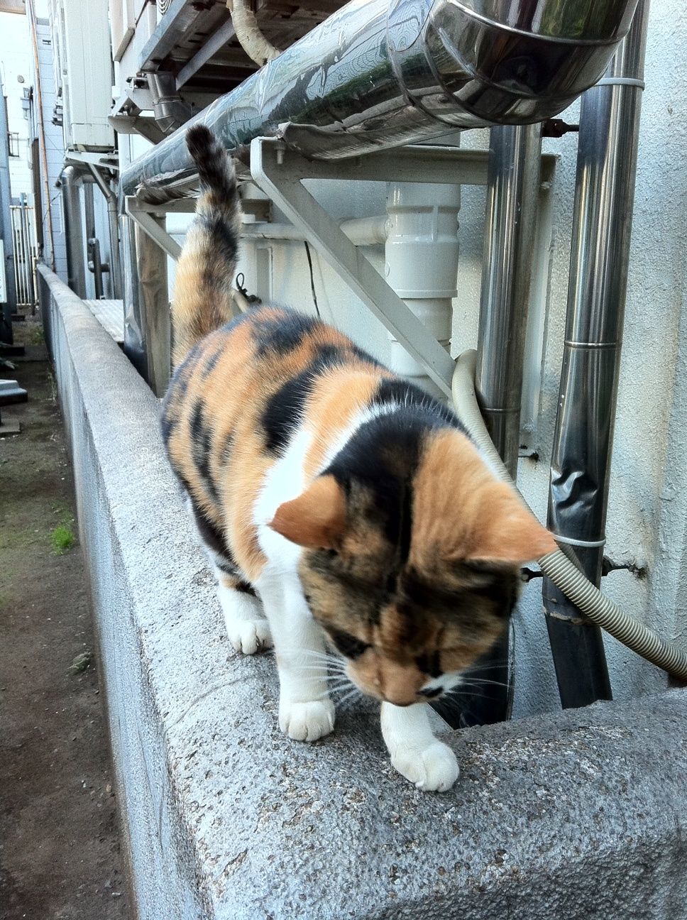 最近の動物ネタいろいろ 三毛猫ランチ２