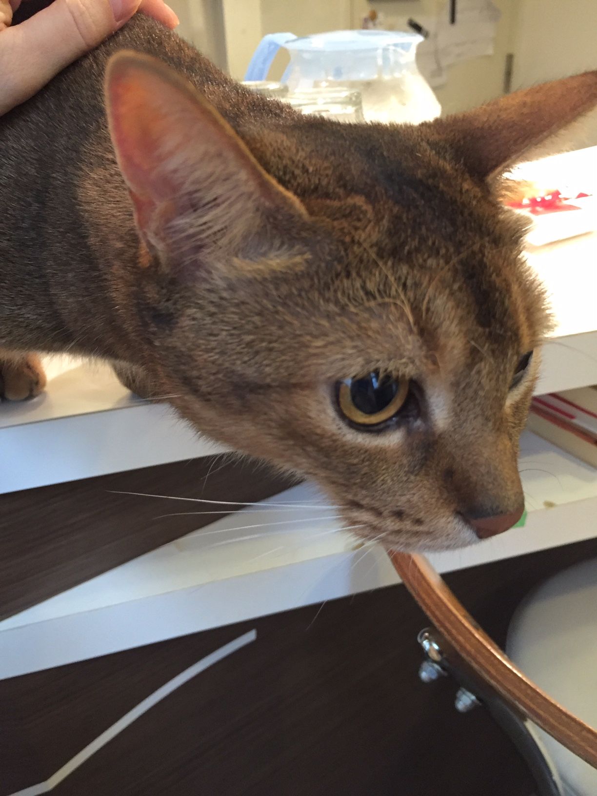 アビシニアン ルーム 八丁堀 三毛猫ランチ２