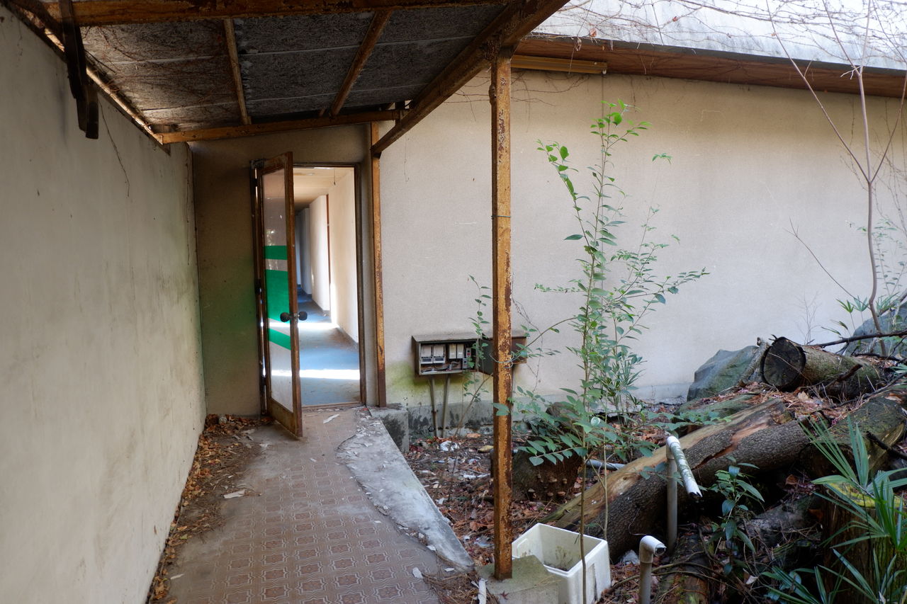 18 2 4 廃墟 竹むらと年末年始 オバサンヘアーでゴーゴー