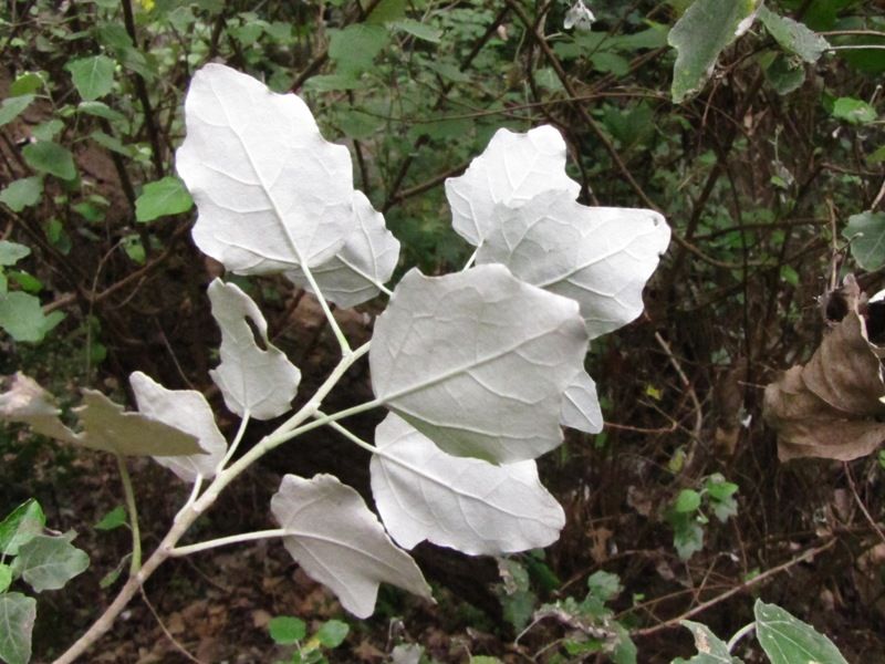 次はギンドロ 荒川散歩