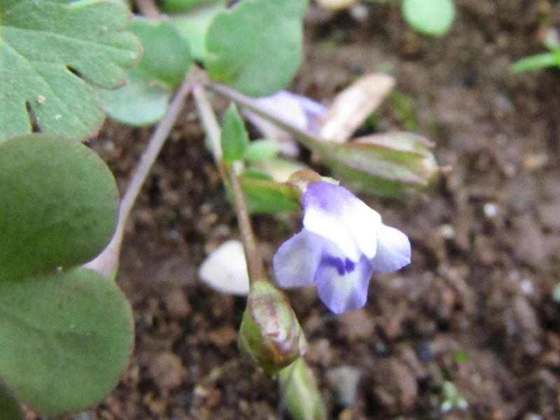 ウリクサを見に行くと 荒川散歩