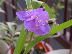 ��饵���ĥ楯��