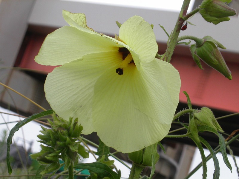 ケナフ まちがい 花オクラ 荒川散歩