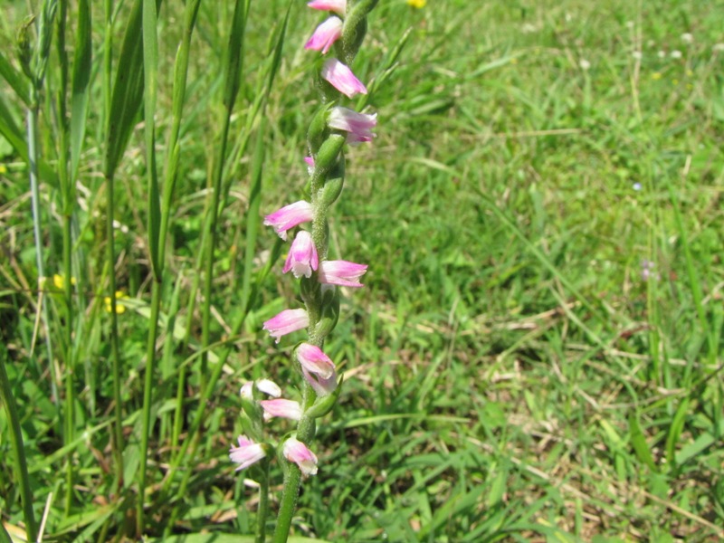 種もいろいろ面白い 荒川散歩