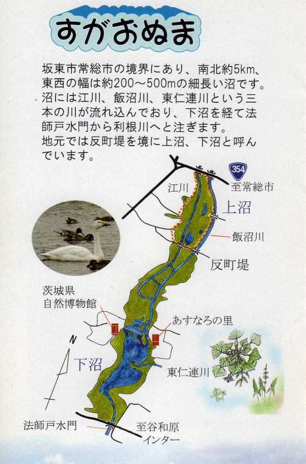 菅生沼とハクチョウの渡り 荒川散歩 菅生沼とハクチョウの渡り 荒川散歩