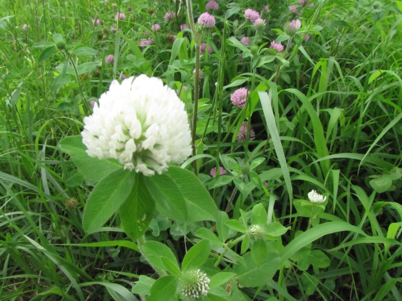 シマトネリコの花 荒川散歩