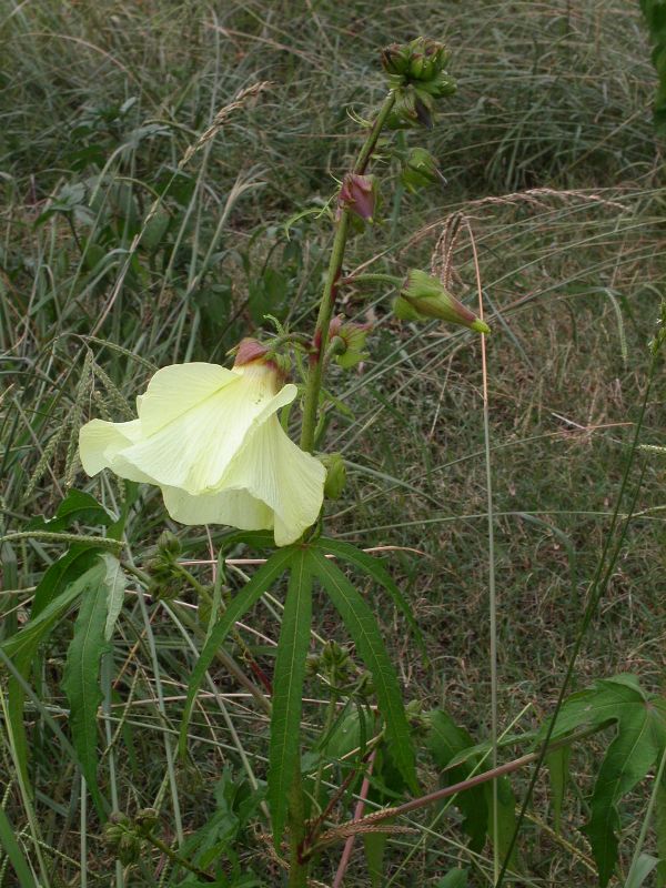 ケナフ まちがい 花オクラ 荒川散歩