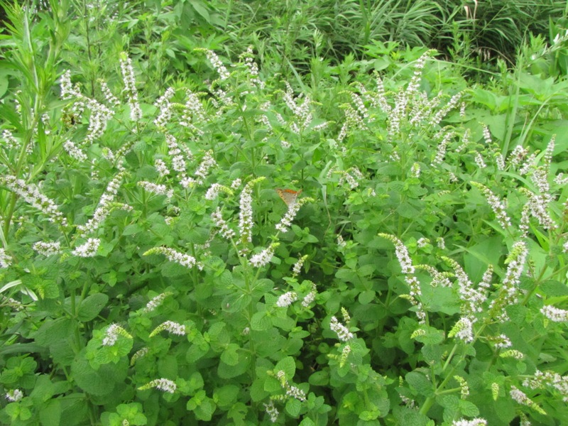 シマトネリコの花 荒川散歩