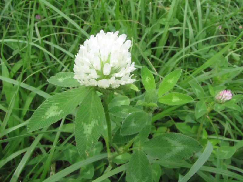 シマトネリコの花 荒川散歩
