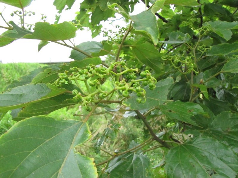 シマトネリコの花 荒川散歩