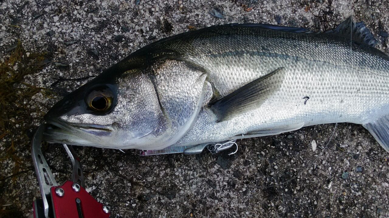 Soublog 釣行記 漁港でシーバス そろそろ磯も気になるな