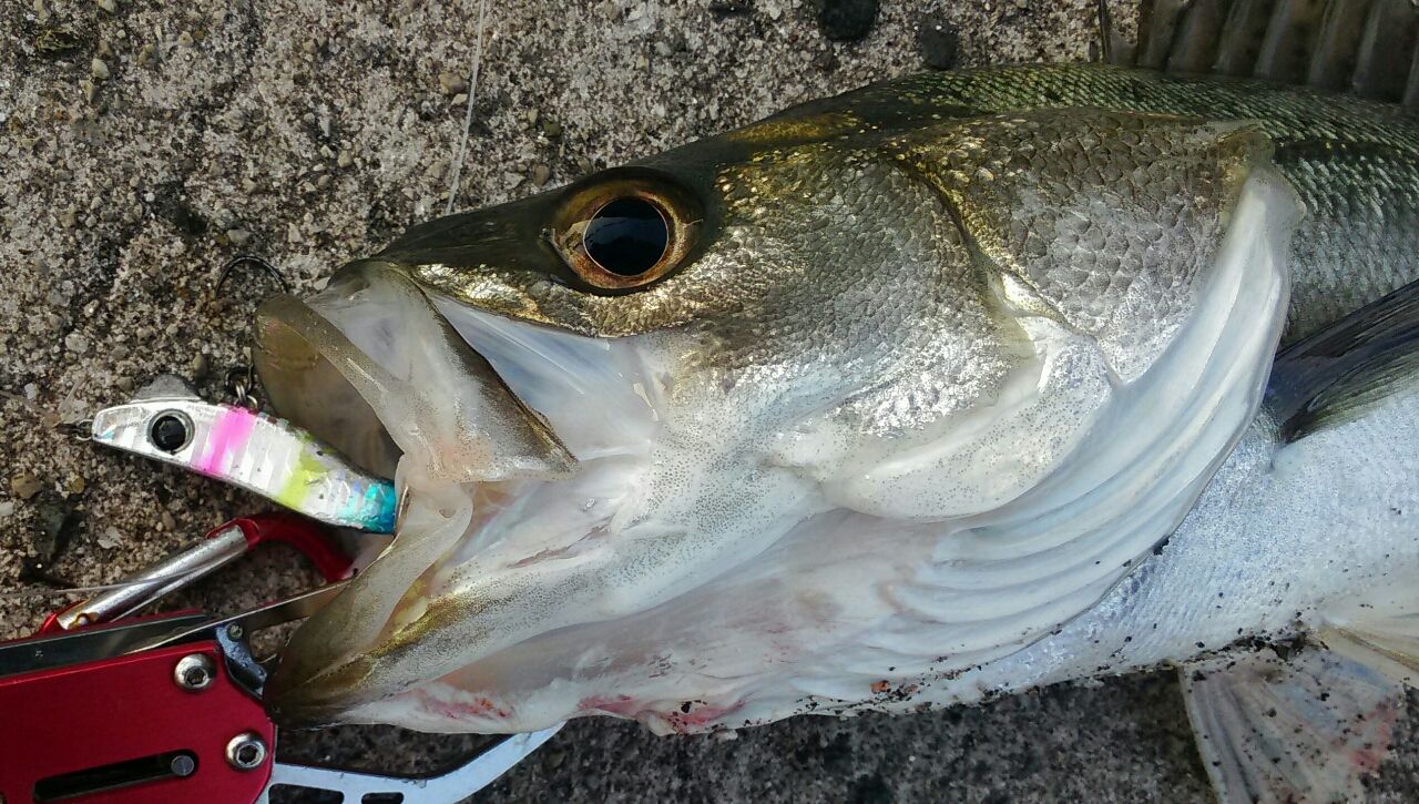 Soublog 釣行記 メタルマルでシーバス そんな季節になりました