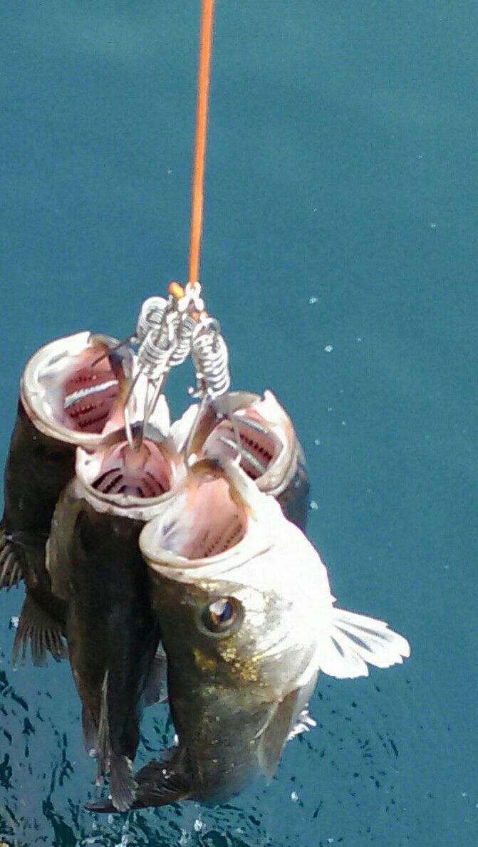 Soublog 釣行記 メタルマルでシーバス そんな季節になりました