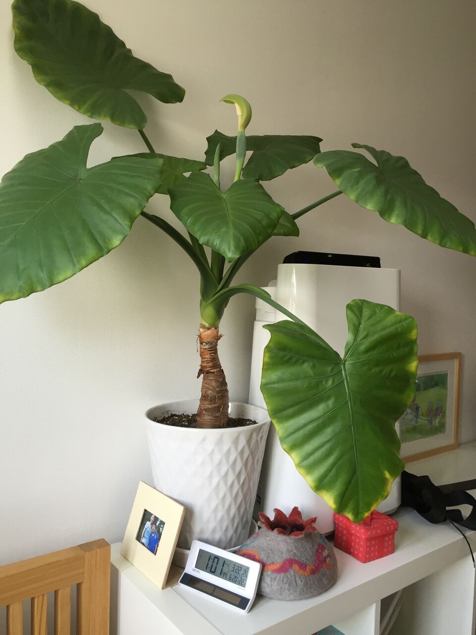 クワズイモ開花宣言 Arakichikenのブログ