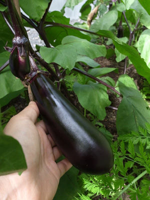 R0018683