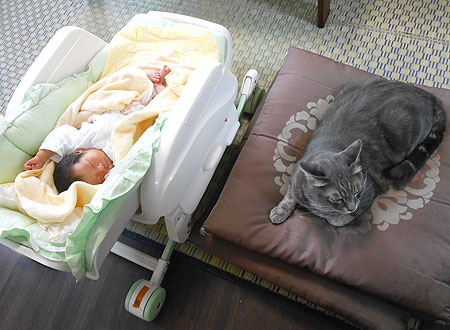 山吹あららの 単なる日記 赤ちゃんと猫