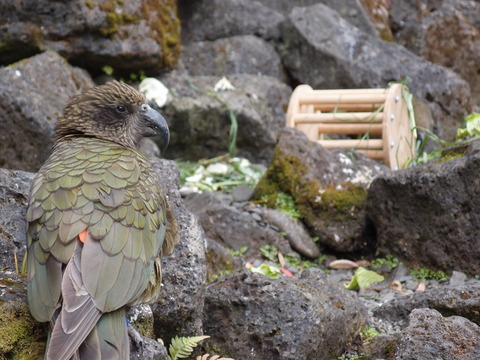 オークランド　動物園　キア Kea まなみヨガ