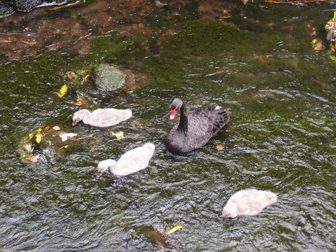 オークランド　動物園　黒鳥親子　まなみヨガ