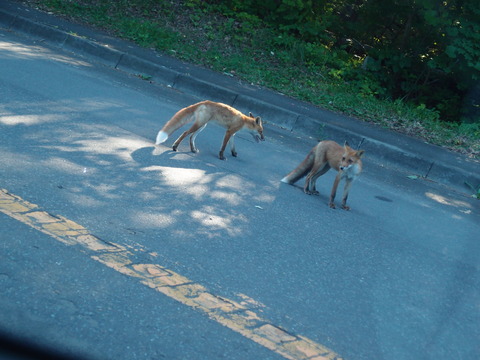 北海道大沼　子ぎつね　まなみヨガ