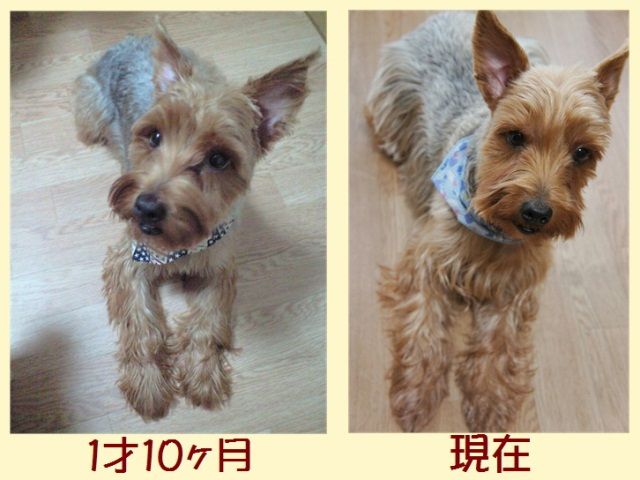 マロンだ　ヨークシャーテリア ヨークシャーテリア #ヨークシャー #ヨークシャテリア #ヨーク