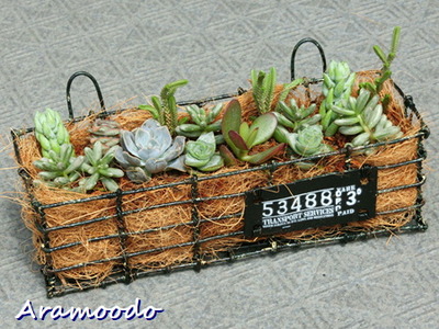 寄せ植え　多肉植物　バスケット　a 47e2515a-s.jpg